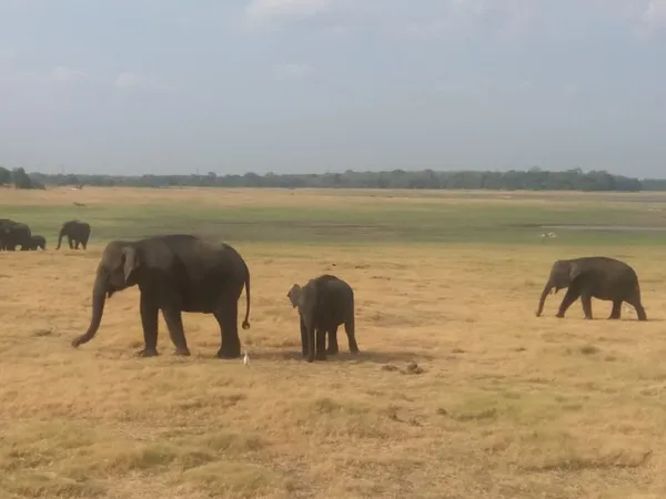 Srí Lanka: safari a příroda — Yala, Minneriya, Udawalawe a pralesy