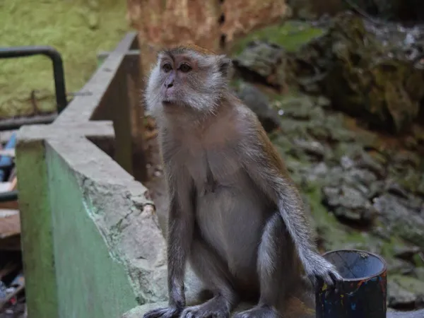 Praktické tipy pro Batu Caves