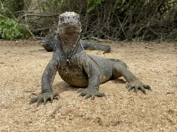 Leguán mořský, Galapágy